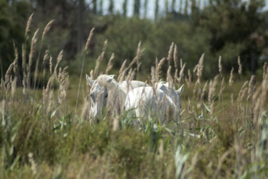Bergerie D'Alivon En Camargue Bed and Breakfast Albaron Εξωτερικό φωτογραφία