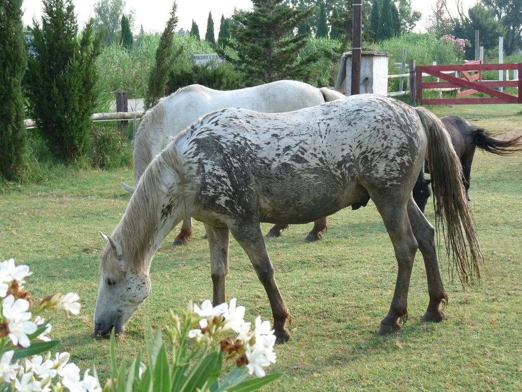 Bergerie D'Alivon En Camargue Bed and Breakfast Albaron Εξωτερικό φωτογραφία